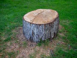 Best Tree Preservation Services  in Jackson, WI