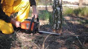 Best Tree Removal  in Jackson, WI