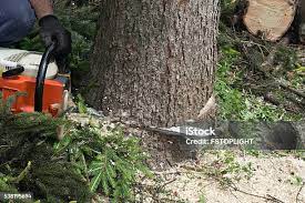 Best Root Management and Removal  in Jackson, WI