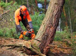 Best Soil Testing and Treatment  in Jackson, WI