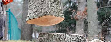 Jackson, WI Tree Services Company