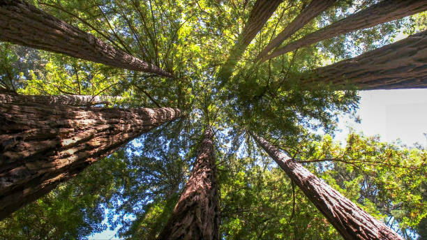 Best Tree Risk Assessment  in Jackson, WI
