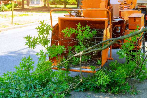 Best Lawn Mowing  in Jackson, WI
