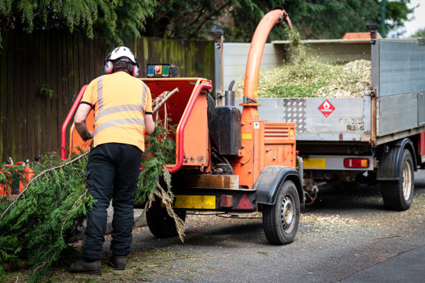 Best Palm Tree Trimming  in Jackson, WI