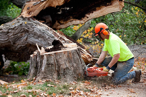 Best Tree Trimming and Pruning  in Jackson, WI