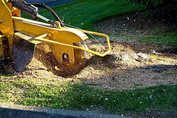 Best Tree Maintenance Programs  in Jackson, WI