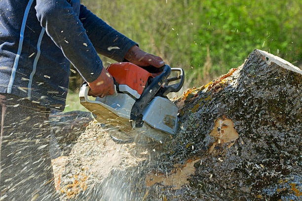 Best Hazardous Tree Removal  in Jackson, WI