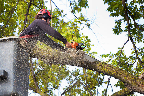 How Our Tree Care Process Works  in  Jackson, WI