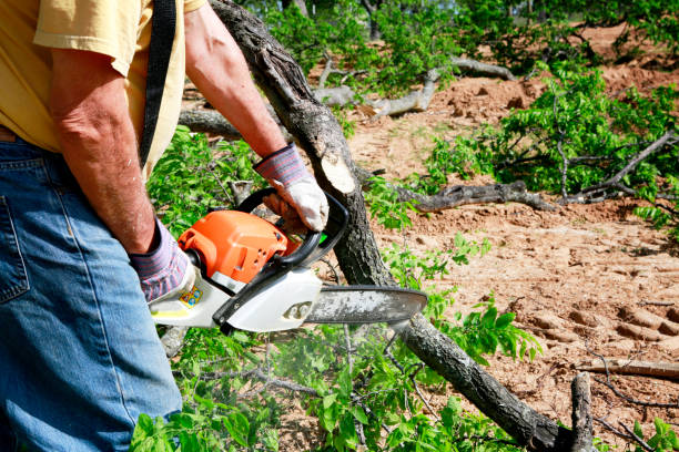 Best Tree Cabling and Bracing  in Jackson, WI